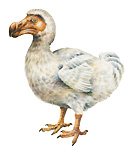 Dodo